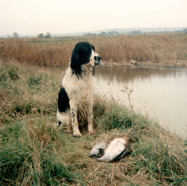 cane-caccia.jpg