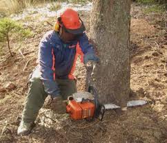 taglio-albero.jpg