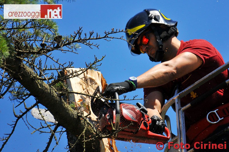 ANTEPRIMA--ALBERO-SU-AUTO.JPG
