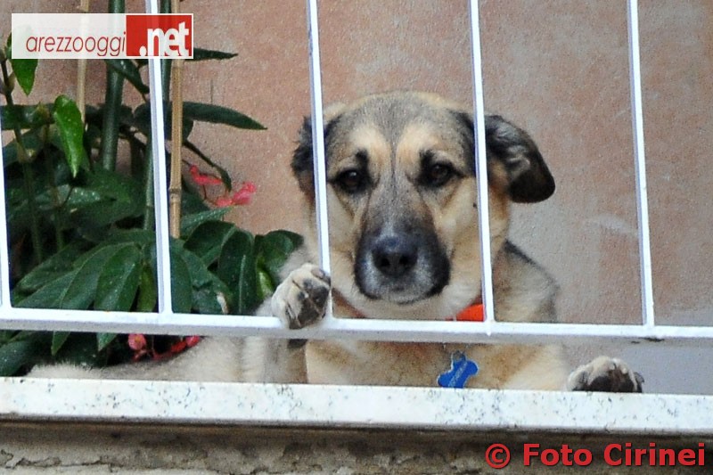 anteprima--cane-azzanna-bambino.JPG