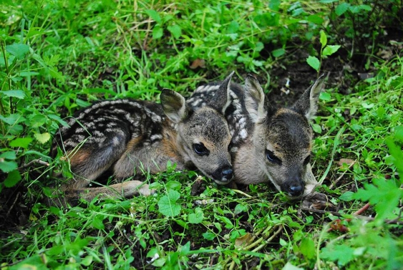bambi.jpg