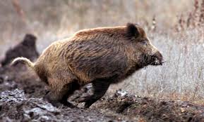 cinghiale.jpg
