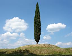 cipresso.jpg