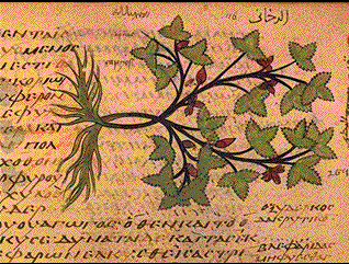 dioscoride-de-materia-medica.gif