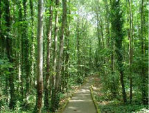 foresta-camaldoli.jpg