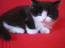 gattino-bianco-e-nero.jpg