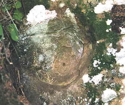 lucignano-sasso-delle-fate-anteprima.jpg