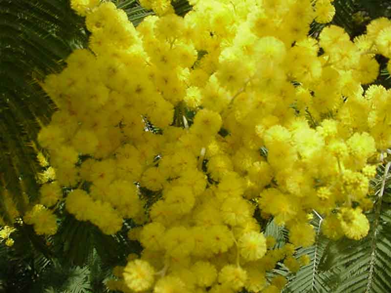 Mimosa.jpg