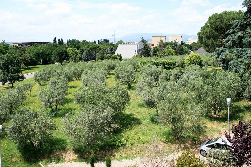Nuovo-Polo-per-Arezzo---Loliveto-in-via-del-Vingone-ad-Arezzo-(1).jpg
