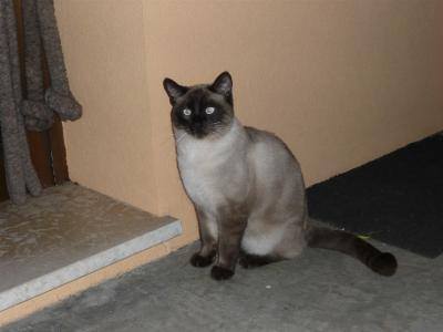 siamese-cerca-casa.jpg