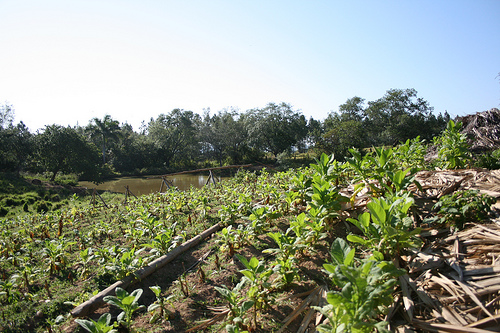 tabacco-campo.jpg