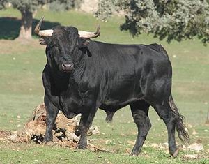 toro.jpg