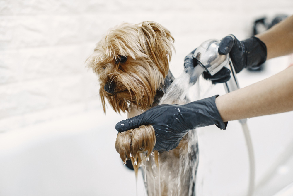 cane-bagno.jpg